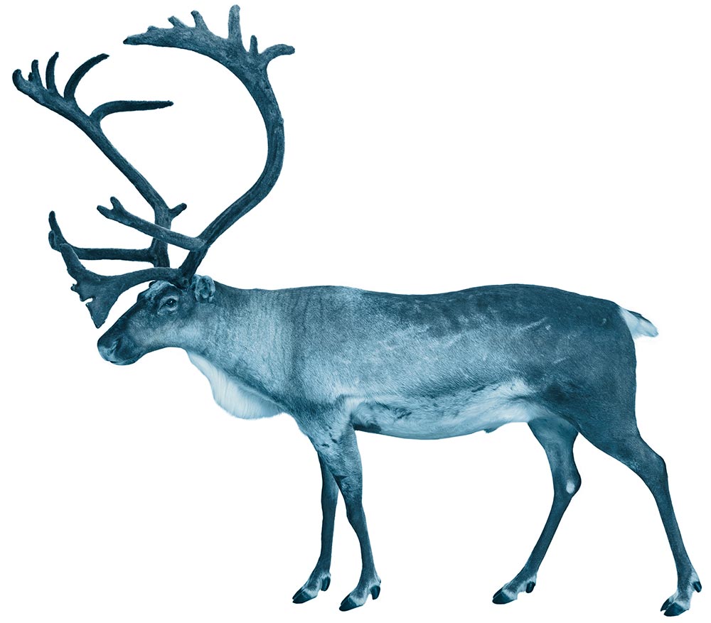 caribou image