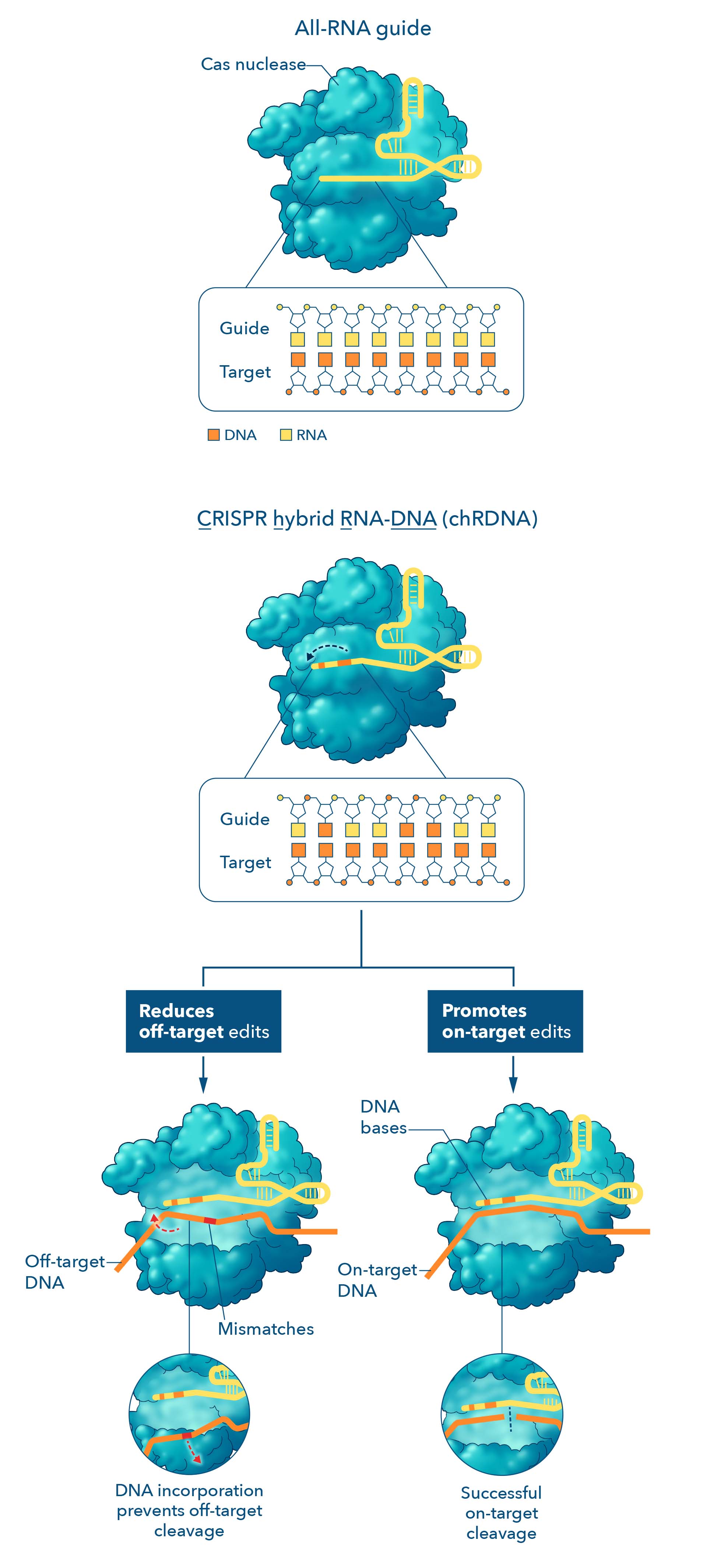 Next-gen CRISPR